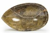 Polished Fossil Coral (Actinocyathus) Dish - Morocco #312171-1